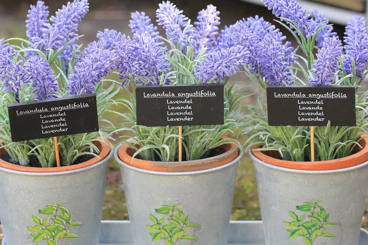 threes pots of herb Lavender