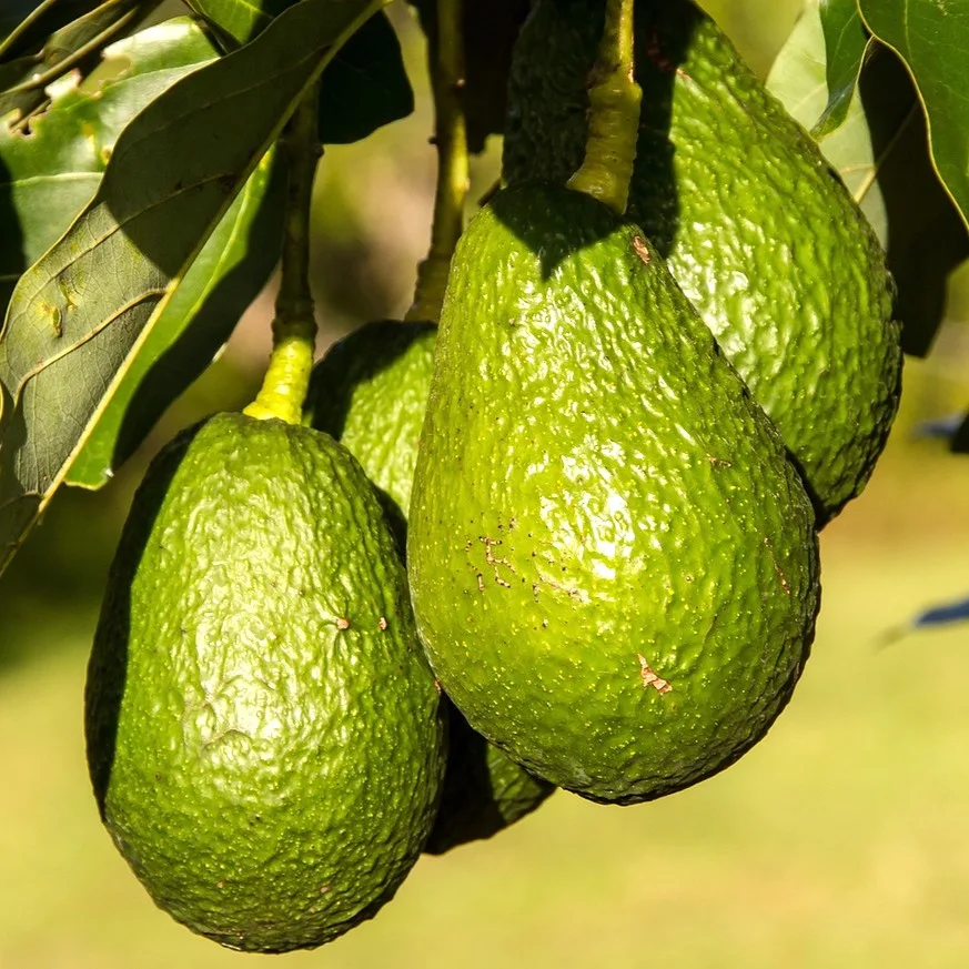 Avocado Alchemy: Embracing the Magic of Nature’s Green Gem