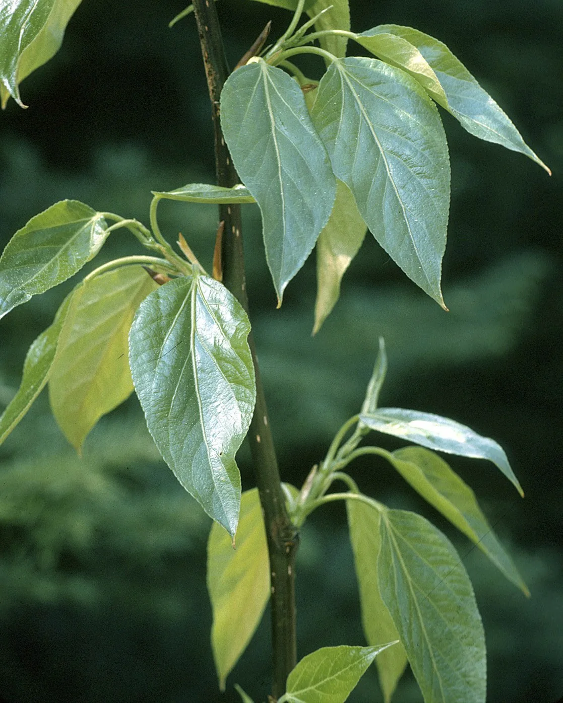 Balm of Gilead: Ancient Healing for Modern Times