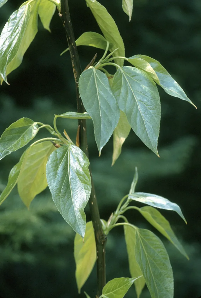 leaves of the Balm of Gilead tree